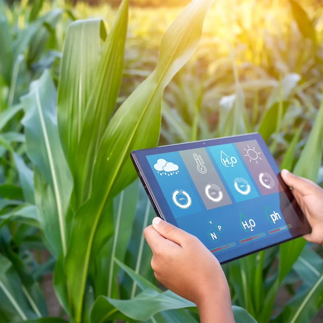 Kocide 3000 for Late Blight Control