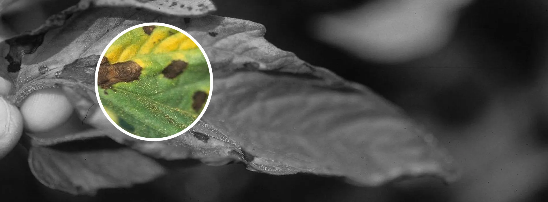 Best Fungicide for Rice and Potato Farming to Control Sheath Blight and Black Scurf