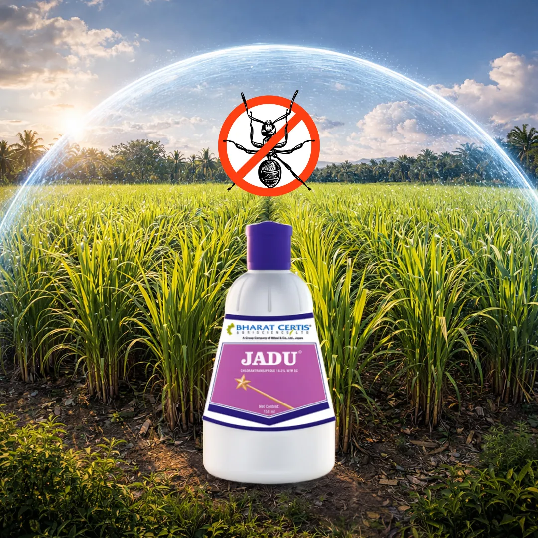 Effective Borer and Termite Control in Sugarcane Farming with Jaadu Insecticide